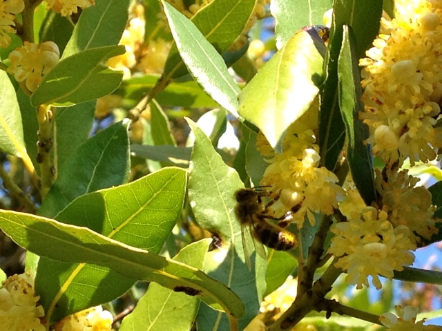 Sweet bay laurel flowers attracting honey bee in la mer des roches near Sauve, France
